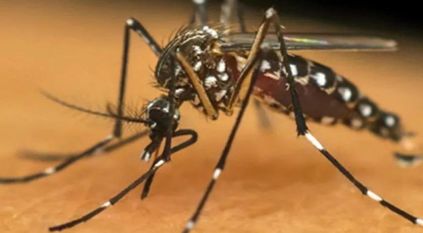 Santa Catarina chega a cinco mortes por dengue confirmadas em 2024