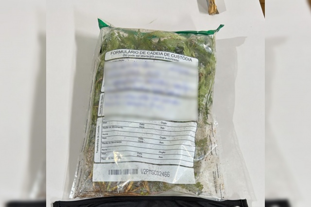 Polícia Militar atende ocorrência de violência doméstica e apreende cerca de 100 pés de maconha