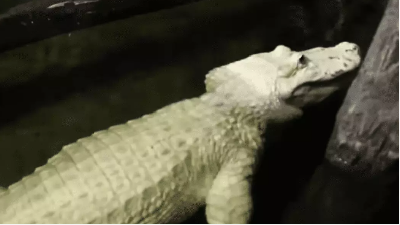 ‘Barriga de cofrinho’: Crocodilo engole 70 moedas em zoológico nos EUA