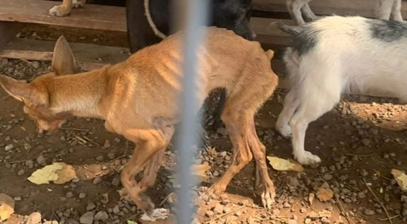 Cães vítimas de maus-tratos são resgatados pela Polícia Civil na região