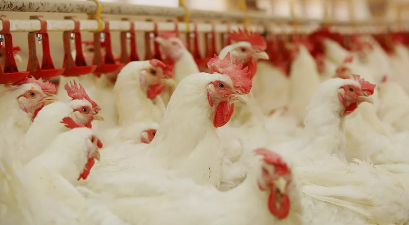 Dia Mundial do Frango: conheça mais sobre a proteína animal mais consumida pelas famílias brasileiras