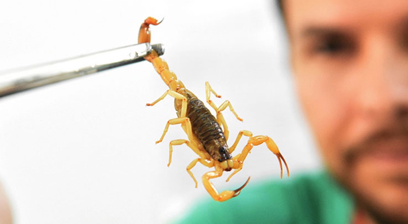 Escorpião é capturado em galpão de carga e descarga de caminhões