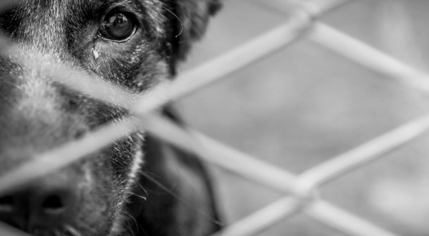 Mulher é presa por maus tratos em animais