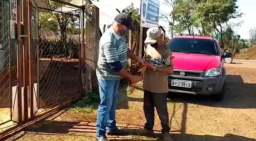 Galo apreendido por perturbação de sossego é devolvido ao dono; VÍDEO