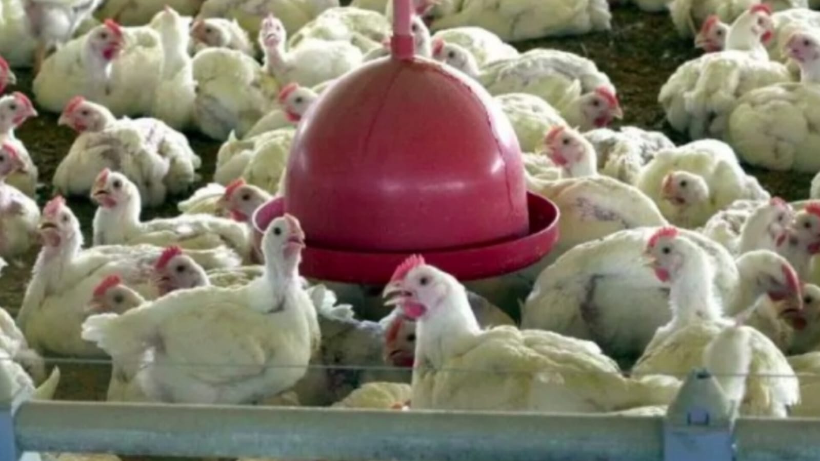 SC emite alerta máximo para prevenir gripe aviária