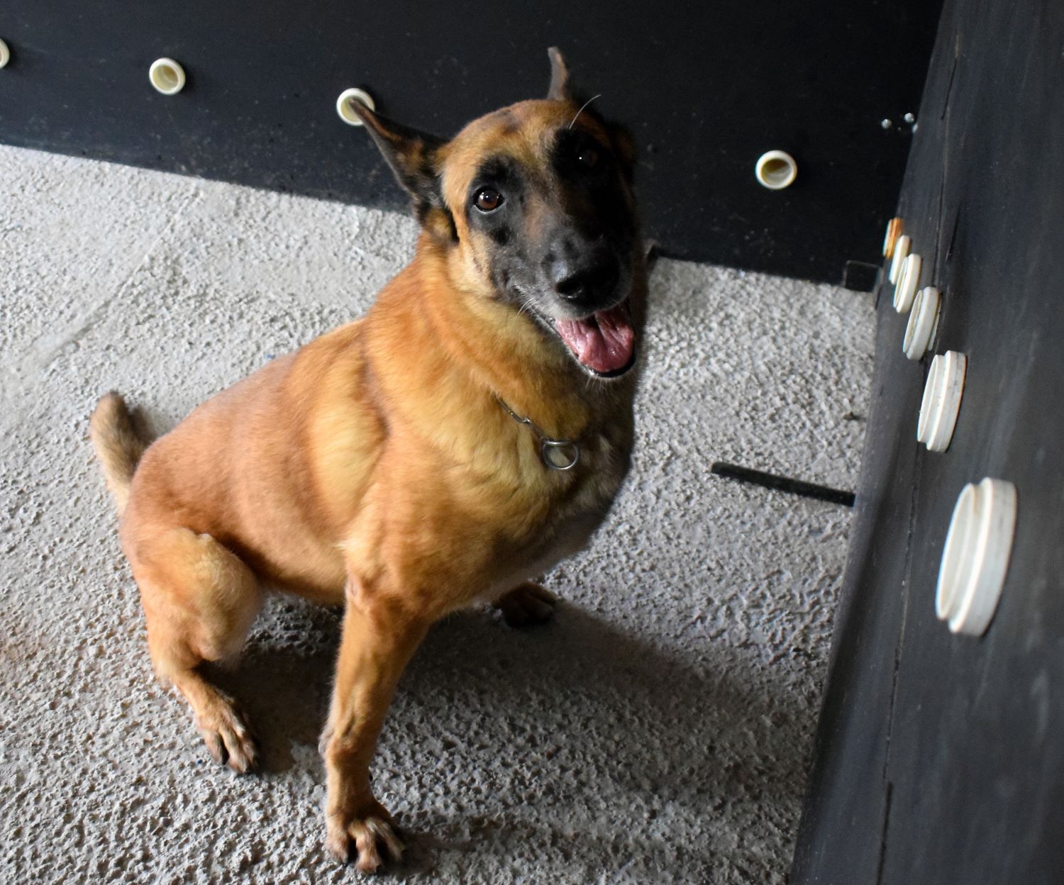 Após sete anos de serviço, cadela se aposenta da Polícia Penal de SC