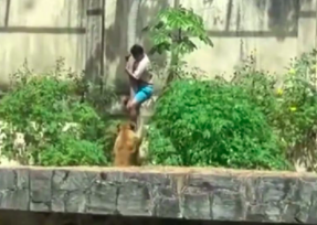 Homem morre após invadir jaula de leoa e ser atacado pelo animal em João Pessoa