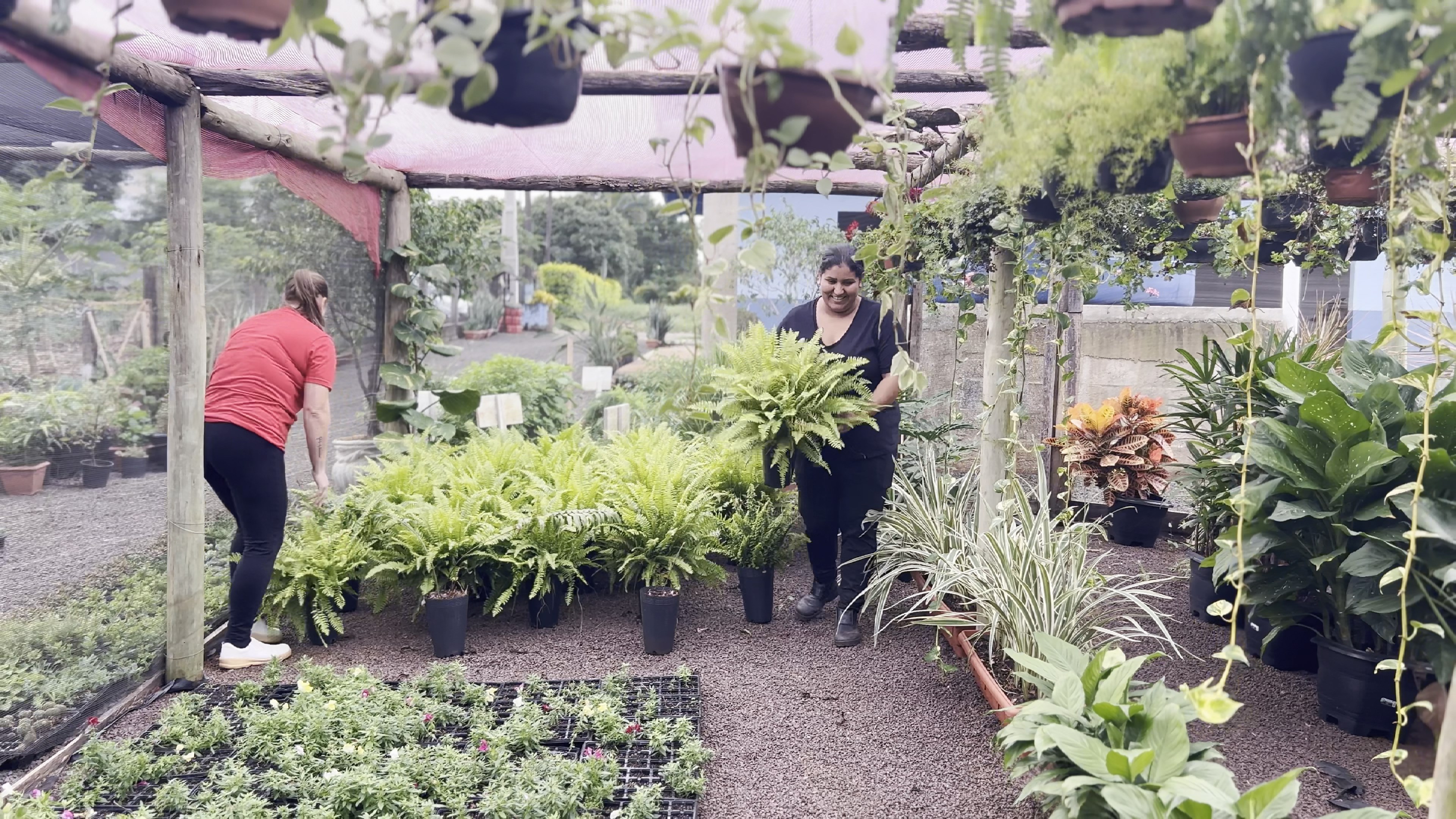 Viveiro Municipal oferece gratuitamente mudas e plantas medicinais e ornamentais