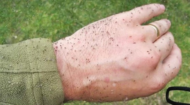 SC registra mais de 160 casos de Febre Oropouche desde abril