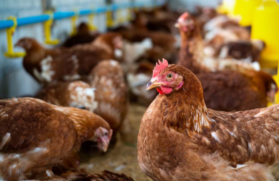China retira veto de importação de produtos avícolas do Brasil por gripe aviária