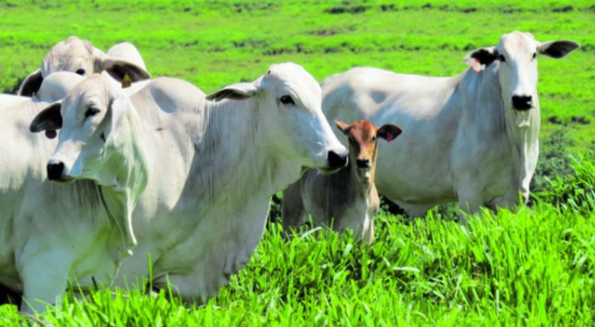 Carne bovina: Exportações reduzem em julho