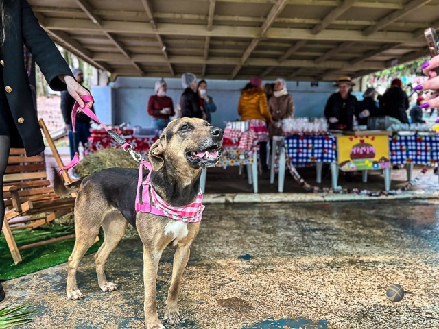 Grupo Amigo Bicho promove Arraiá com Feirinha e Desfile de Cães