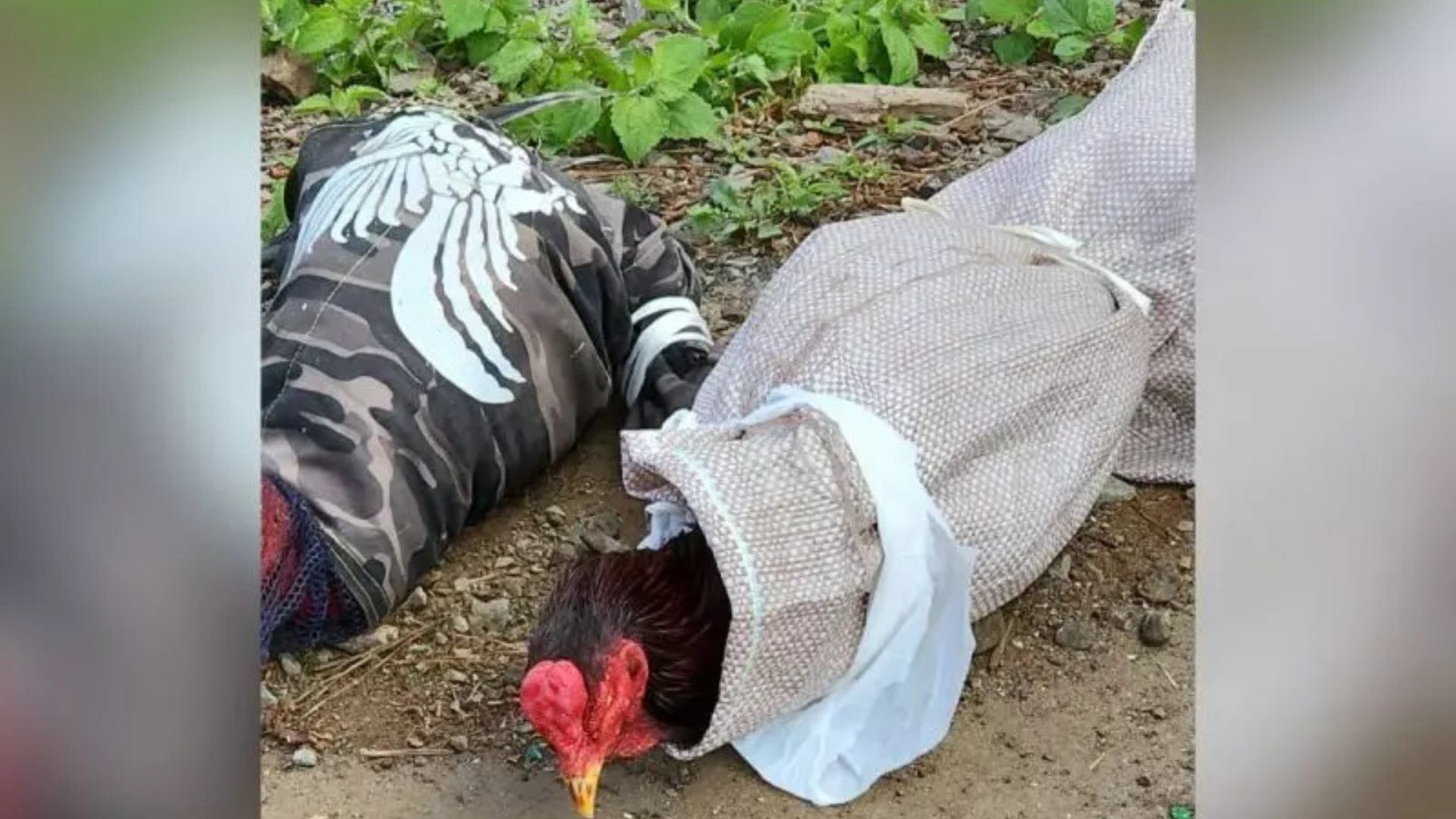 Abordagem em rodovia em SC, revela galos amarrados, esporas e seringas dentro de carro