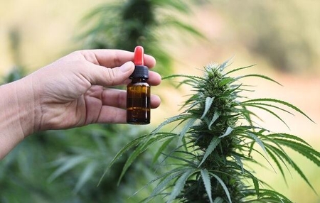 Lei que obriga estado a distribuir medicamentos à base de canabidiol pelo SUS será regulamentada