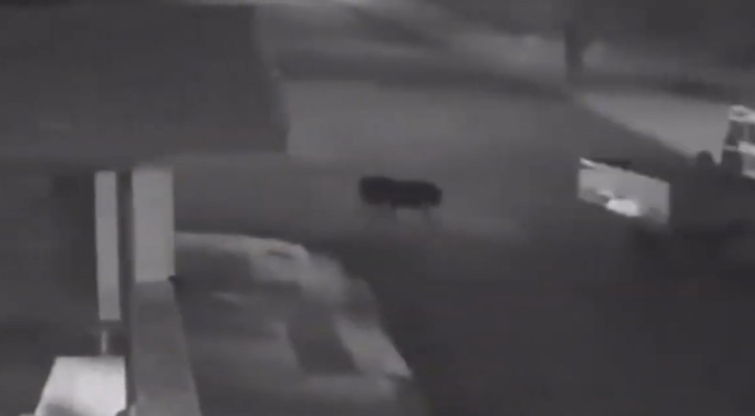 Cão rottweiler amarrado em caminhonete e arrastado por ruas de Chapecó
