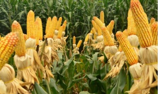 Recordes na produção de milho, suínos e outras cadeias produtivas