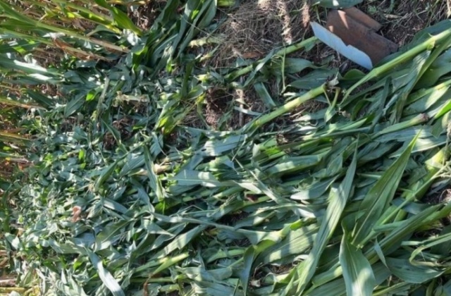 Morre jovem encontrada por moradores em milharal no Oeste de SC