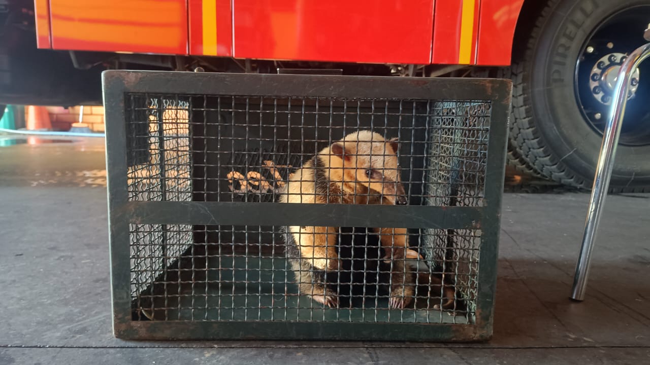 Tamanduá é resgatado por bombeiros no Centro de Vargeão
