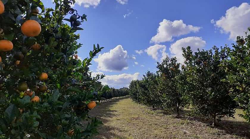 Oeste concentra 80% da produção de laranja em SC