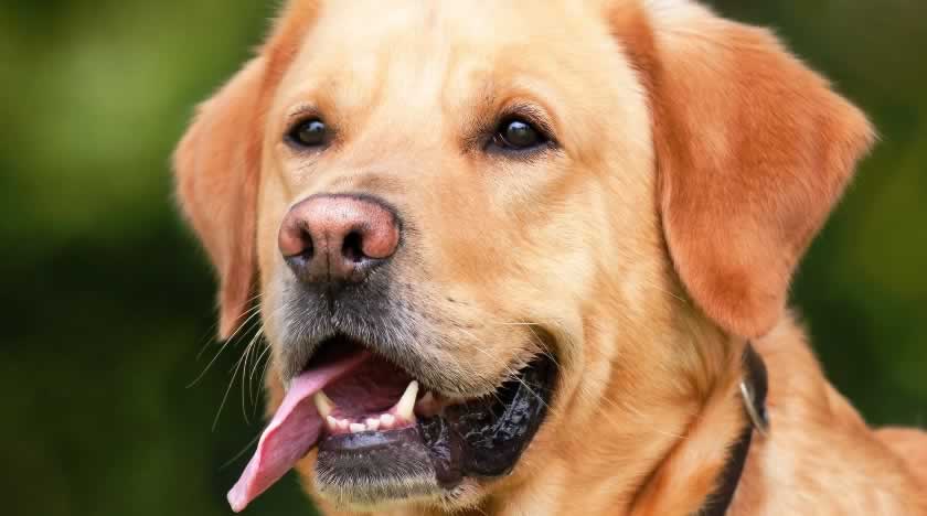 Raiva: os perigos da doença, como é transmitida e medidas para se prevenir