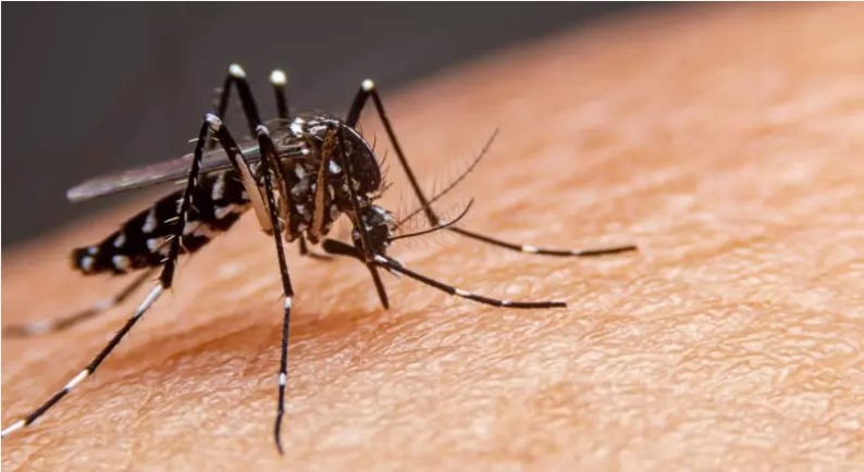 Apenas uma em cada quatro pessoas do público-alvo se vacinou contra a dengue em SC