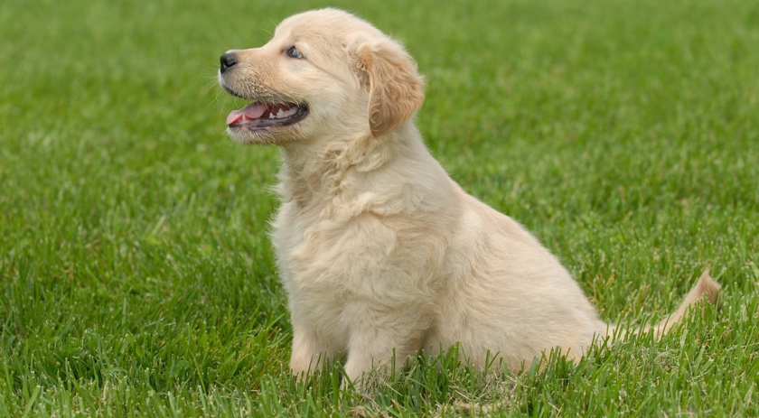 Projeto que proíbe venda de animais pela internet em SC tramita na Alesc