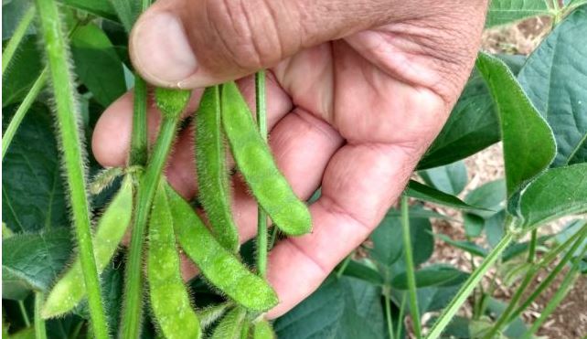 Pesquisadores apresentam mapeamento da safra de grãos por sensoriamento remoto