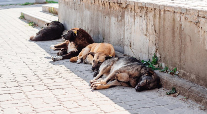 Decreto autoriza o abate de animais de rua em cidade da Bahia