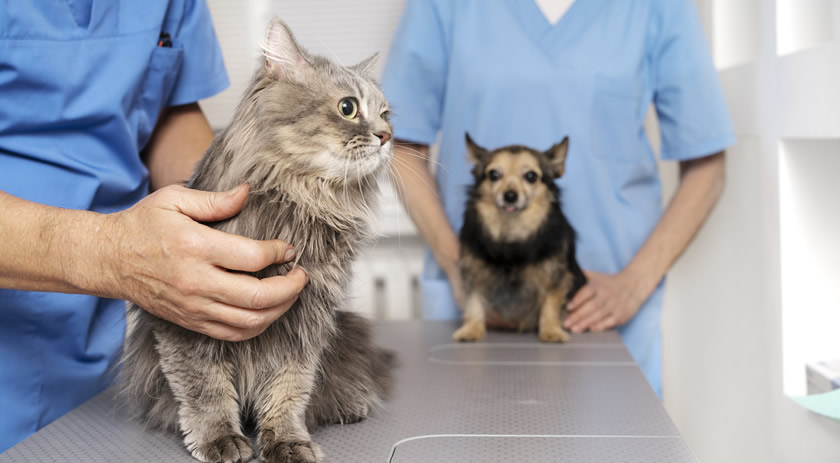 Município abre inscrições para castração gratuita de cães e gatos pelo Programa Melhor Amigo 2025