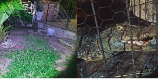 Jacaré de aproximadamente 1,7 m e 50 kg é encontrado por crianças em pátio de casa no RS