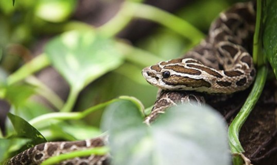 Socorrido às pressas: cobra ataca homem de 64 anos no quintal de casa
