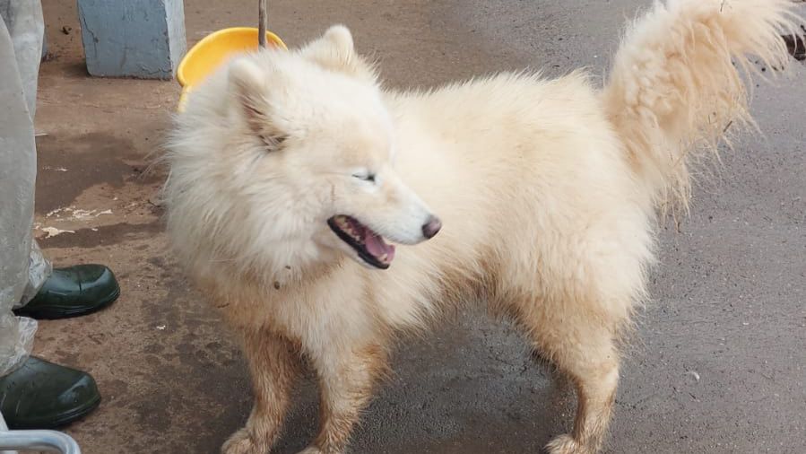Cão sem coleira aparece em pátio de posto