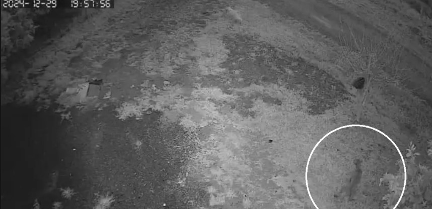 Onça-parda pode ter sido flagrada em propriedade rural, diz PMA