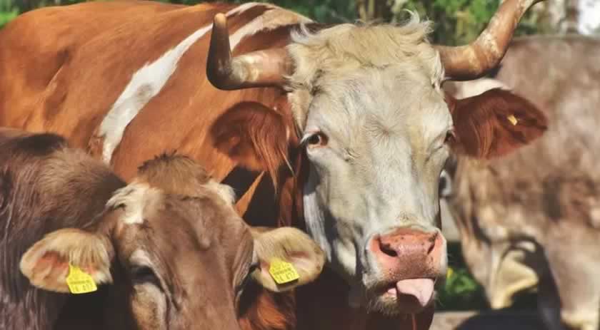 Homem fica com corte de 20 cm após ser chifrado por touro