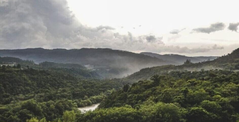 Megaoperação contra desmatamento da Mata Atlântica começa em SC e outros 16 estados