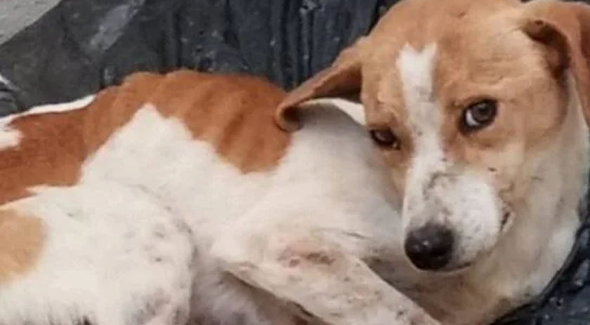 Alesc aprova projeto que prevê perda da guarda de animais vítimas de maus-tratos