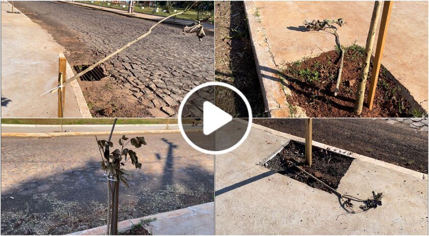 Vândalos depredam mudas de ipês plantadas na comunidade Vila Nova
