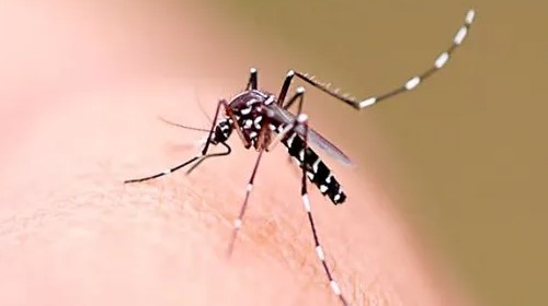 Município confirma primeiro caso de dengue em 2025