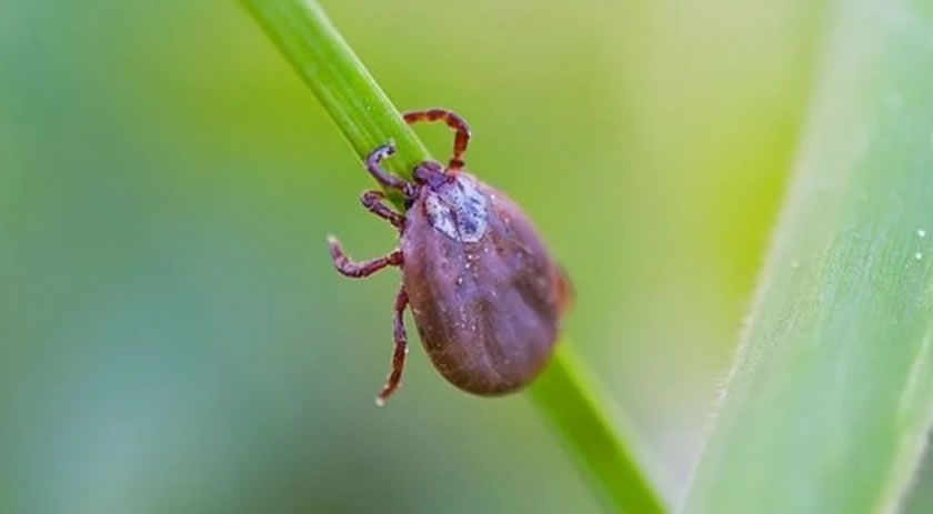 Febre maculosa está presente em SC; conheça os sintomas e como se proteger