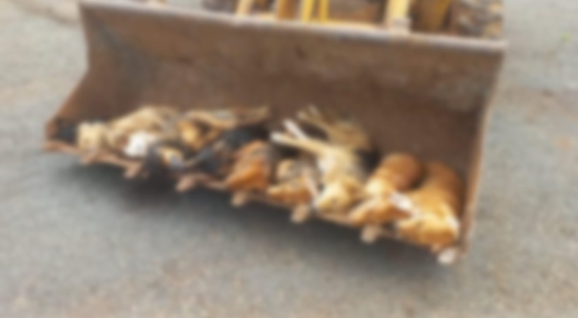 Vários cães são encontrados mortos por envenenamento