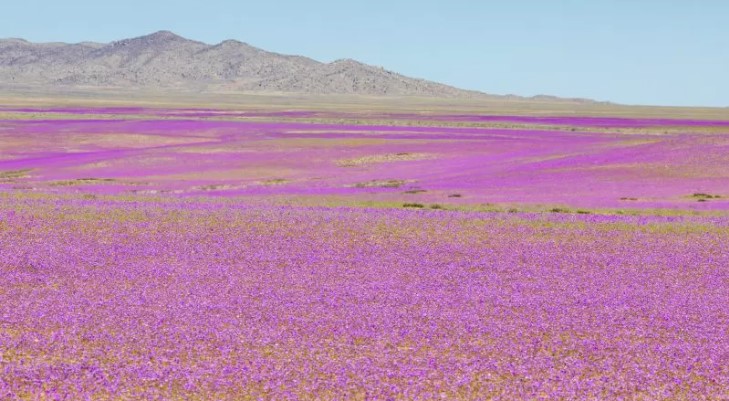 Como nascem as flores no Deserto do Atacama?