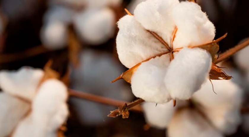 Brasil se prepara para ser o maior exportador global de algodão