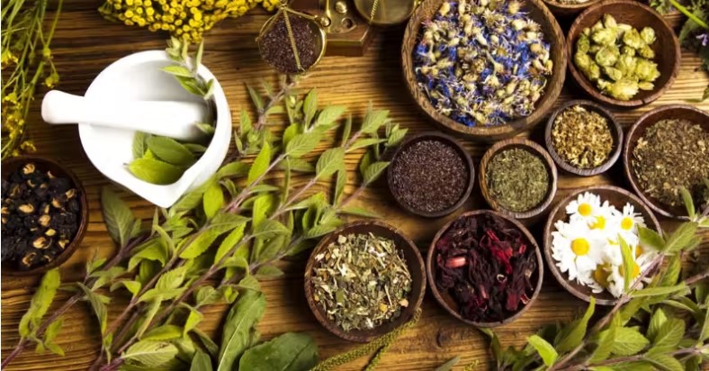 Cinco plantas medicinais que você deve ter no jardim de casa