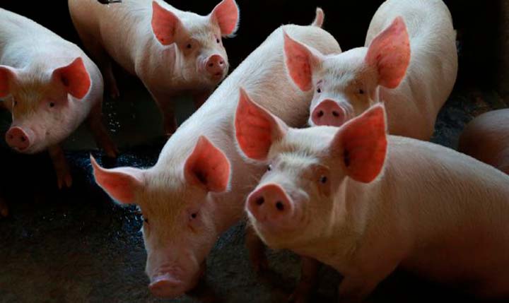 Exportações brasileiras de carne suína superam 100 mil toneladas em dezembro
