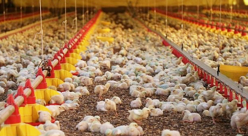Santa Catarina exporta 328,6 mil toneladas de carnes no primeiro bimestre de 2025 e bate recorde histórico