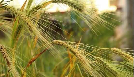 Investir na genética de trigo é solução às mudanças climáticas