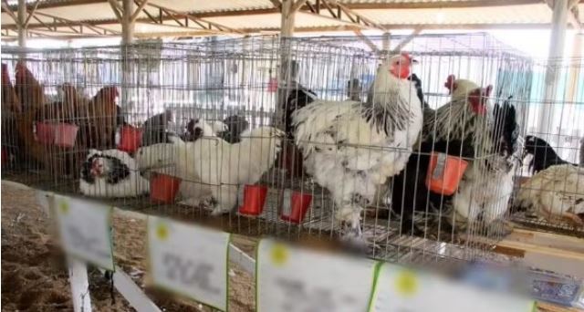 Por causa da gripe aviária, SC mantém suspensão de eventos com aglomeração de aves