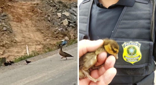 Patos-selvagens param rodovia federal em SC e provocam “minioperação” da PRF