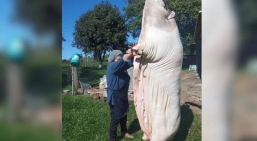 Porco de 340 kg vira notícia no Rio Grande do Sul