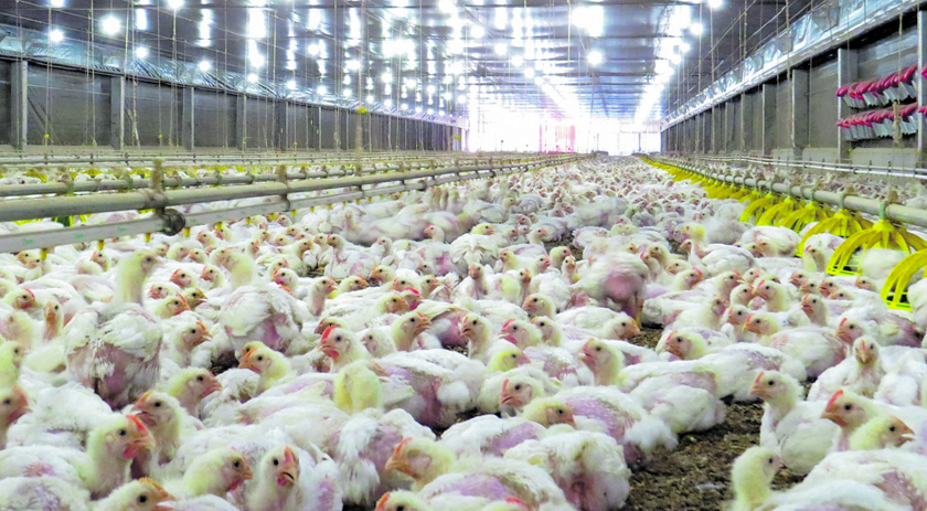 SC deve vender frango a outros países para reduzir impacto após Japão suspender importação